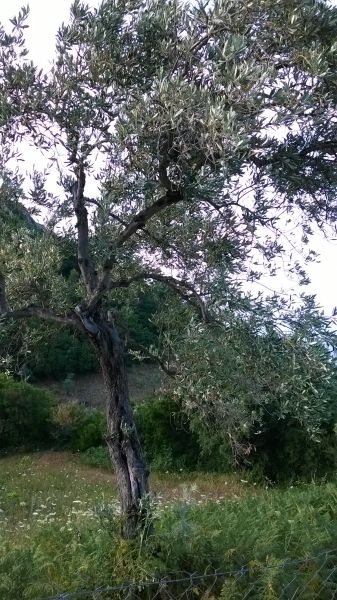 Olive tree