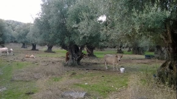 Lefkada