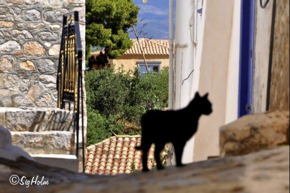 The Mysterious  Artistic and Seducing Cats of Hydra Greece - Listrænu og dáleiðandi kettir á Hýdra í Grikklandi