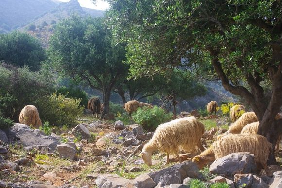 Mountain goats on the way to Elounda