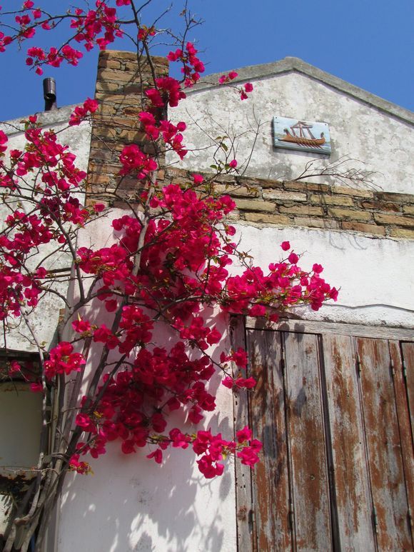 Old house with bougainvilleas  in  Moraitika,  Corfu