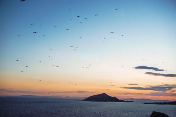 A flock of birds make for a perfect sunset