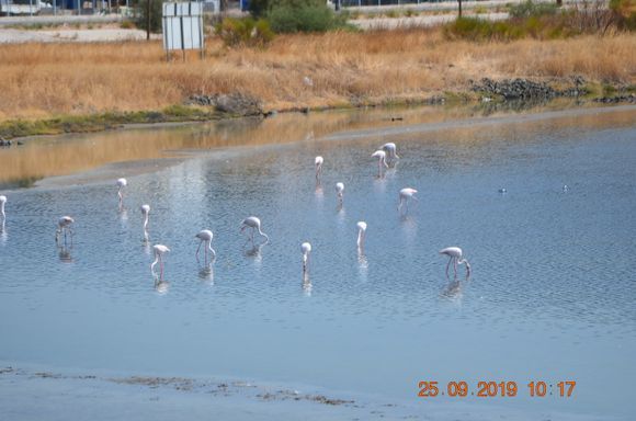 Flamingos on Kalloni salt pans