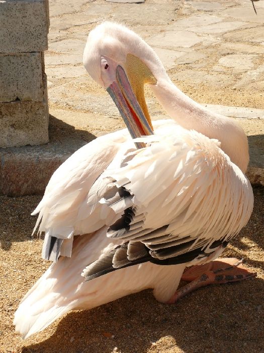 The Mykonos Pelican Mascot !