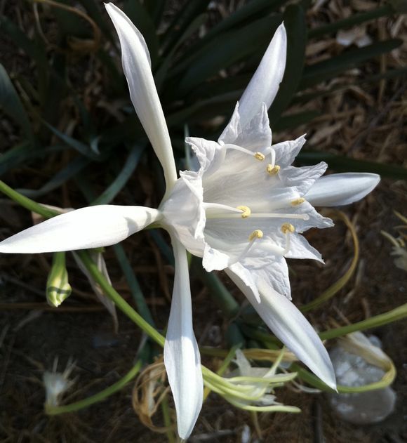 Sea lily in morning light at Mithimna