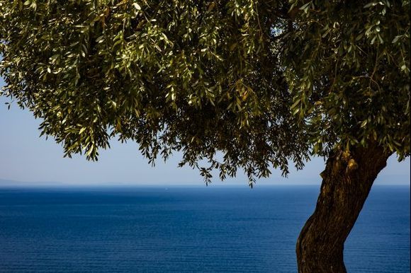 „La solitude n'existe pas. Olive tree in Thasos island.