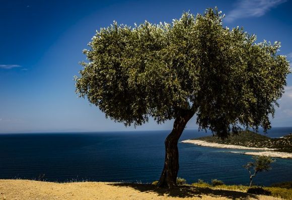 Olive tree in Thasos