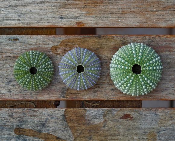 Haul of sea urchin shells