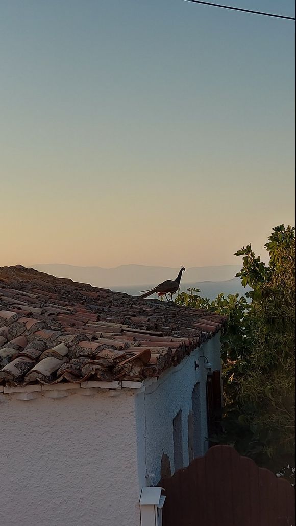 My friend managed to capture this majestic creature while it was wandering around the settlement - you know, casually walking atop the rooftops, everyday things!
Apparently, peacocks are plentiful in Agistri... 

Taken on August 17th, 2023.