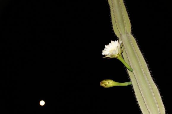 The night when the cactus bloomed.