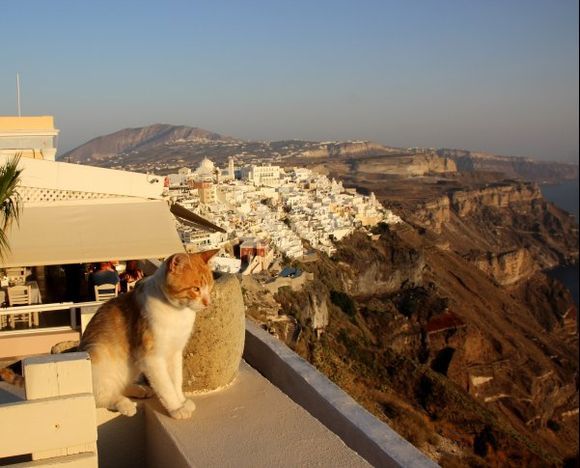 Even the cat is fascinated by the sunset !