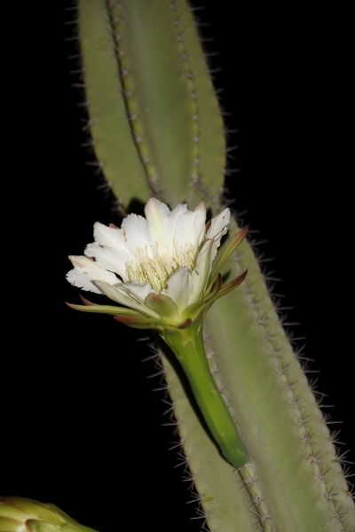 Cactus-by night.