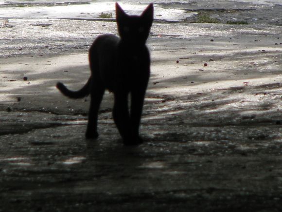 The black cat from Plaka.