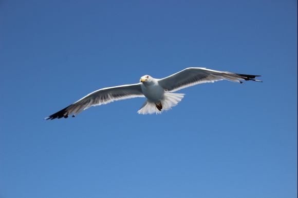 The seagulls of Thassos # 2