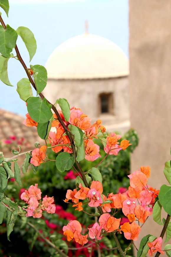 The flowers of the Castle.
