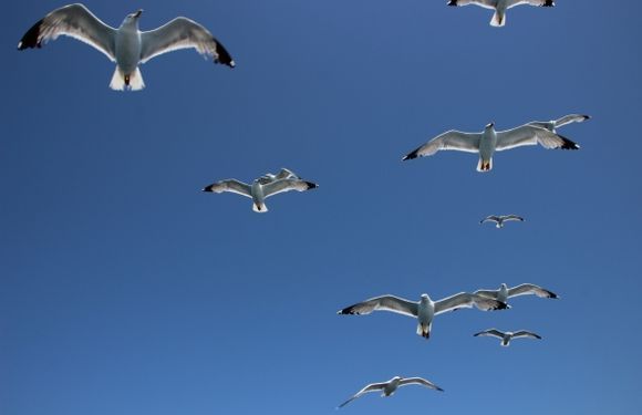 The seagulls of Thassos .#1