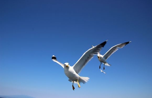 To Thassos- sea-gulls.