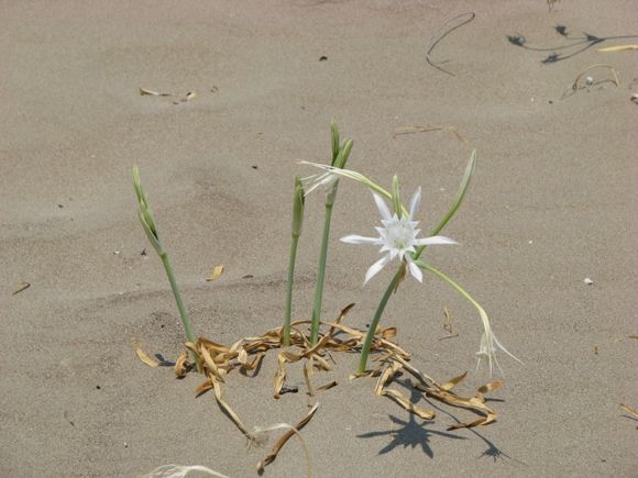 Flowers and sand.