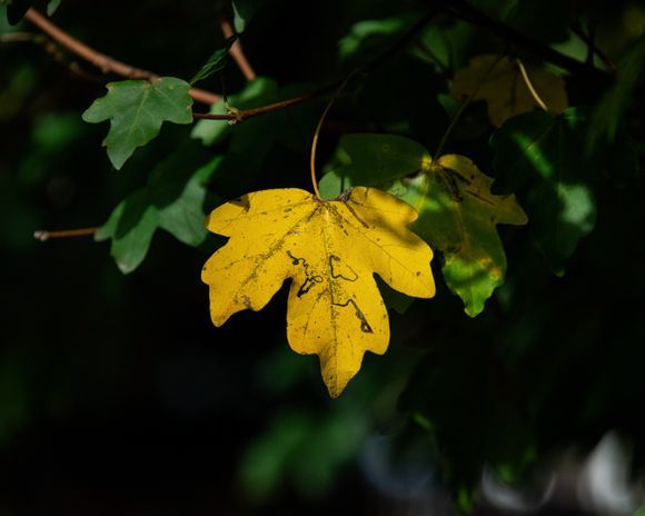 Colours of Autumn 🍂🍁
📸 @stefanosnapshots
🛠️ Nikon D850 + Nikon AF-S NIKKOR 28-300mm
#Leaf #Autumn #Plant #Outdoors #Nature  #FullFrame #CloseUp #Tree #autumn2022 #autumn2022vibes #autumnvibes #naturephoto #naturephotography #naturephoto_oftheday #goldleaf #Branch #Yellow #yellowautumn #colours #vine