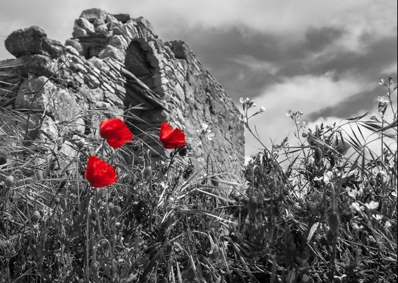 Poppies and ruins at Volax