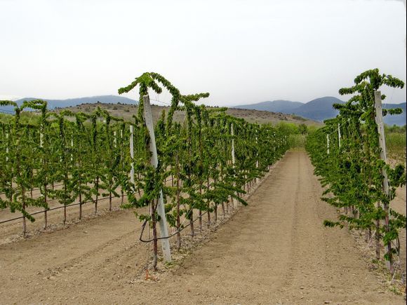 Perfectionism in the orchards somewhere in Greek Macedonia