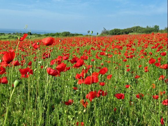 A poppies field somewhere in Thrace, Northern Greece