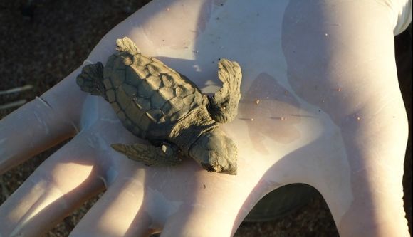 Baby loggerhead turtle excavated from a nest in Kyparissia Bay