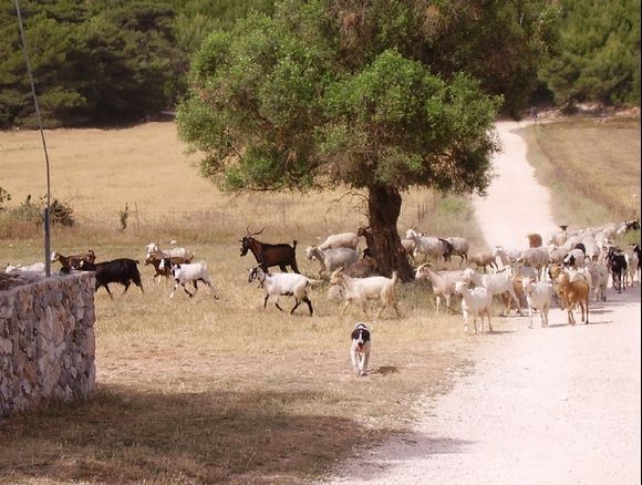 Zakynthos