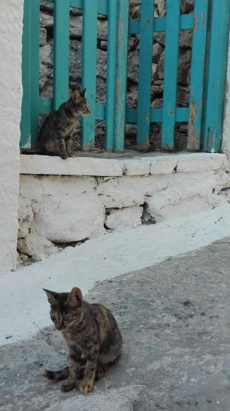cats of avlakia