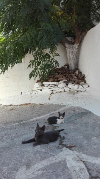 cats of avlakia