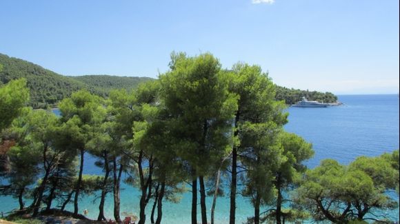 Beautiful pines in Skopelos