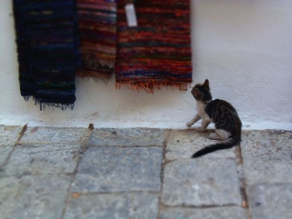 Curious Kitten Simii Town