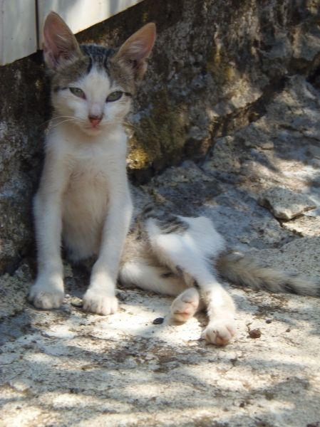 Kittens of Greece - Sami