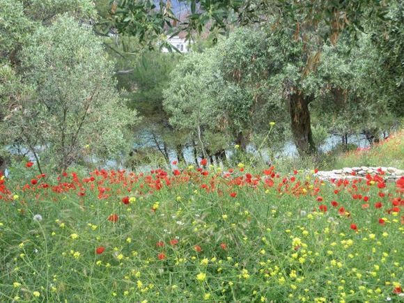 Sea of wildflowers - Aliki - Thasos
