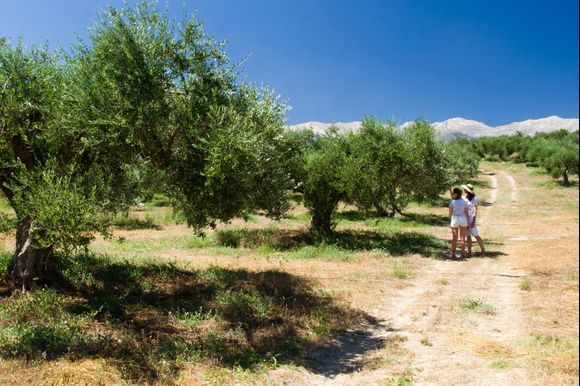 Crete, olive trees near Vamos village