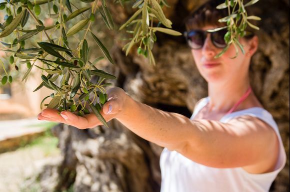 Crete, olives from 3000 years old tree in Vouves