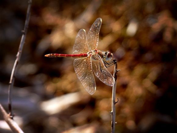 Red Veined Dropwing, (Trithemis Arteriosa) Native to Africa and Cyprus.....and Symi Island it seems.