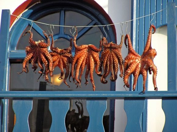 Octopuses