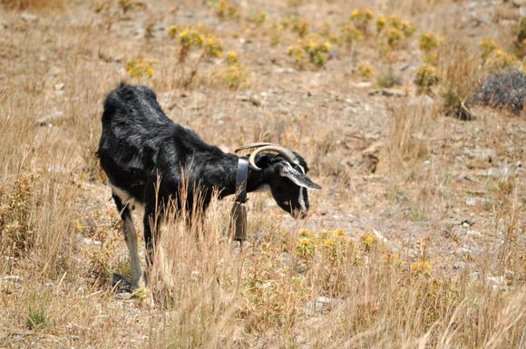 A goat in Steno