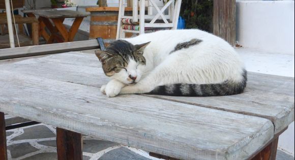 Cat sleeping on a table