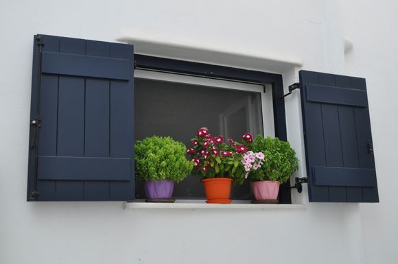 Window with basil and flowers