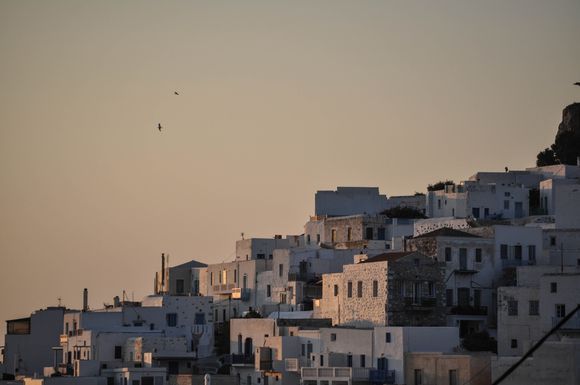 Two seagulls at dawn in Chora