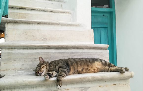 Cat sleeping on the stairs