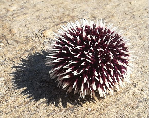 Hoary sea urchin
 
