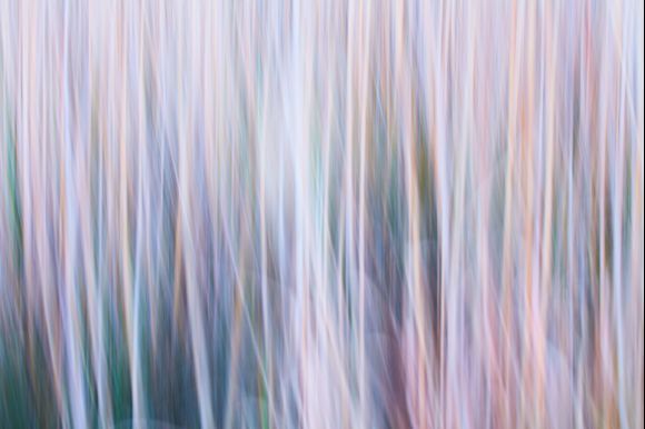 A bit of ICM , FINDING COLOUR IN REEDS