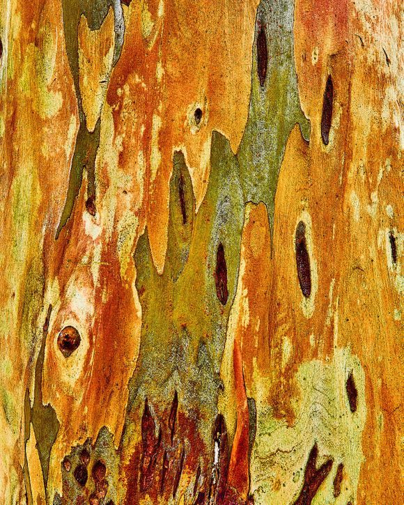 Natures Abstract, Eucalyptus bark.....
