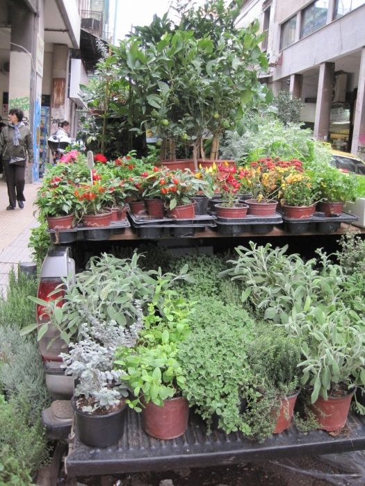 Plants for Sale at the Produce Market in Athens
