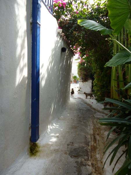 Anafiotika, Athens. A shady, narrow lane guarded by cats. But oh no, they won\'t eat you. They want you to pet them!