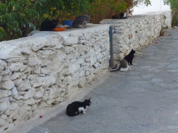 If you love cats you'll love Amorgos!