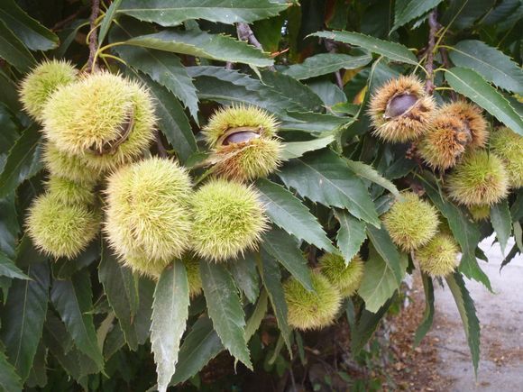Chestnuts ready to burst from their shells in the warmth of the October sun on the island of Ikaria.